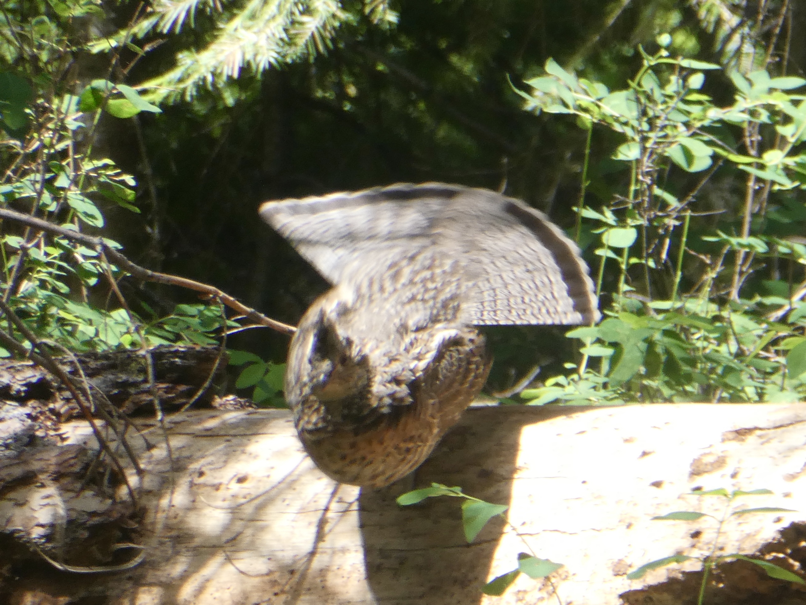 Ruffed Grouse on a log